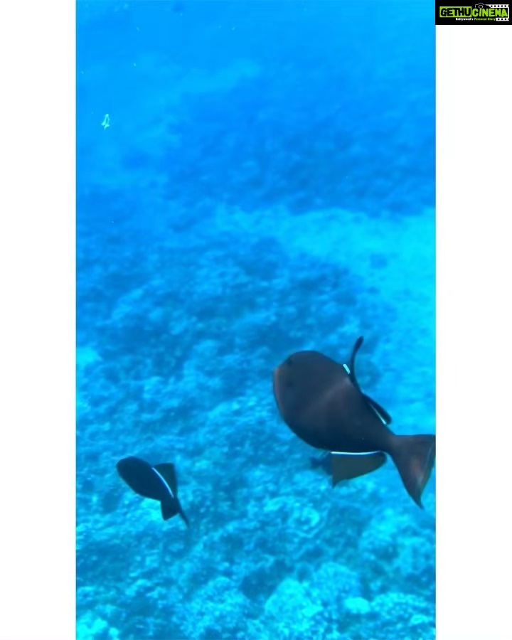 Sushma Raj Instagram - #snorkeling in Molokini crater! Hawaii