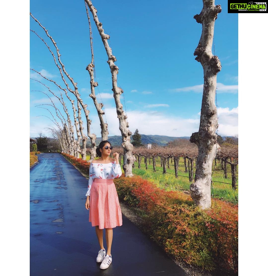 Sushma Raj Instagram - S Y C A M O R E S #napa Napa Valley Wine Country