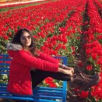 Sushma Raj Instagram - Wooden Shoe Tulip Farm