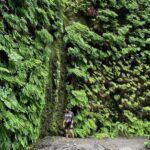 Sushma Raj Instagram - All good things are wild and free! #ferncanyon 💚 Fern Canyon