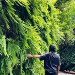 Sushma Raj Instagram - All good things are wild and free! #ferncanyon 💚 Fern Canyon