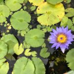Sushma Raj Instagram - No muddy water, no lotus. #learnfromnature