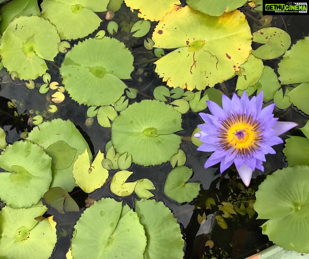 Sushma Raj Instagram - No muddy water, no lotus. #learnfromnature