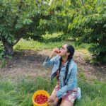 Sushma Raj Instagram - #cherrypicking #farmfresh 🍒 #weekendgetaway Brentwood, California