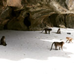 Sushma Raj Instagram - Meet my new friends 🐒#monkeybeach Monkey Beach, Phi Phi Island
