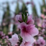 Sushma Raj Instagram - #cherryblossom #springiscoming #backyardviews