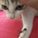 Tanushree Dutta Instagram - This kitty is quite a handfull but a good cat nevertheless. I'm not sure if I'm ready for a pet but let's see after all the vaccinations are done.