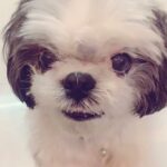 Tanushree Dutta Instagram - Cutest doggie in the world our "happy". Yeah I brought him home during unhappy times and named him happy. This adorable little canine became our family's joy and happiness during tough times! God bless u Happy Dutta and thankyou for bringing so much joy in our lives. #doglover