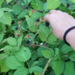 Tanushree Dutta Instagram - When you go for ur evening walk in the woods and discover wild berries just growing all over the hills!! Brought back a bagfull.. back to Los Angeles from my little mountain sojourn. The last few months of me staying in covid free mountain getaway was fascinating! I will go back one day for sure but for now Its the angel city for me!