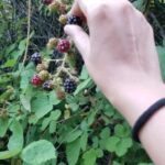 Tanushree Dutta Instagram - When you go for ur evening walk in the woods and discover wild berries just growing all over the hills!! Brought back a bagfull.. back to Los Angeles from my little mountain sojourn. The last few months of me staying in covid free mountain getaway was fascinating! I will go back one day for sure but for now Its the angel city for me!