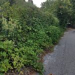 Tanushree Dutta Instagram - When you go for ur evening walk in the woods and discover wild berries just growing all over the hills!! Brought back a bagfull.. back to Los Angeles from my little mountain sojourn. The last few months of me staying in covid free mountain getaway was fascinating! I will go back one day for sure but for now Its the angel city for me!