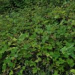 Tanushree Dutta Instagram - When you go for ur evening walk in the woods and discover wild berries just growing all over the hills!! Brought back a bagfull.. back to Los Angeles from my little mountain sojourn. The last few months of me staying in covid free mountain getaway was fascinating! I will go back one day for sure but for now Its the angel city for me!