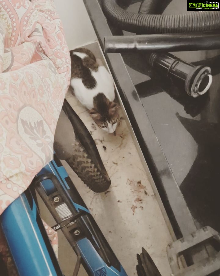 Tanushree Dutta Instagram - Crime scene video with the culprit herself! News report: A little sparrow was killed brutally yesterday morning by a savage kitten called Happy in the Lokhandwala- Oshiwara area. Happy was caught in the act by her doting mom who helped clean up the crime scene ( the whole living room). But the site of actual murder of the poor little bird was only discovered later when the said cat showed up behind the bike area ( most neglected area of the flat by the housemaid ). The cat is reportedly showing no remorse or guilt for her actions. Happy is being currently held/ grounded in the guest room untill furthur notice.
