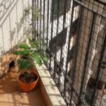 Tanushree Dutta Instagram – Pleasant surprise one morning to discover a Tulsi plant & Peepal plant spontaneously growing below two of the AC vents in our home in Mumbai.Discovered both on the same day and what are the odds amongst the millions of plants in existence for these two to suddenly germinate in such odd places.Our home is wired and no birds can enter neither have we kept these plants in the past.Both plants have a major significance and considered auspicious in Hindu traditions so mother decided to just let them be for sometime.I have asked Dad to get pots for them so they flourish under our care.Its a small thing ofcourse but I’m so stoked🙂 Little joys☺ #loveplants