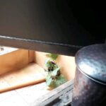 Tanushree Dutta Instagram – Pleasant surprise one morning to discover a Tulsi plant & Peepal plant spontaneously growing below two of the AC vents in our home in Mumbai.Discovered both on the same day and what are the odds amongst the millions of plants in existence for these two to suddenly germinate in such odd places.Our home is wired and no birds can enter neither have we kept these plants in the past.Both plants have a major significance and considered auspicious in Hindu traditions so mother decided to just let them be for sometime.I have asked Dad to get pots for them so they flourish under our care.Its a small thing ofcourse but I’m so stoked🙂 Little joys☺ #loveplants