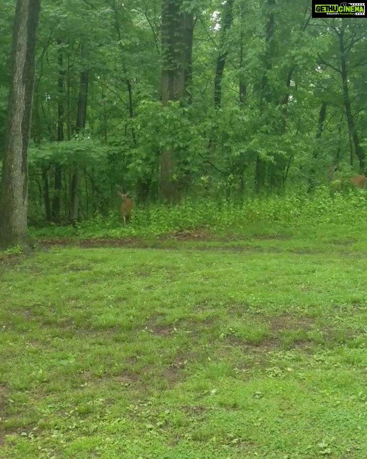 Tanushree Dutta Instagram - Wildlife spotted #jungleehiran while out on nature walk!