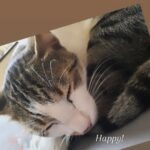 Tanushree Dutta Instagram – Cuddly puddly cutesie golu polu…see yall at my party tonight!
Just kidding!..I’m busy..