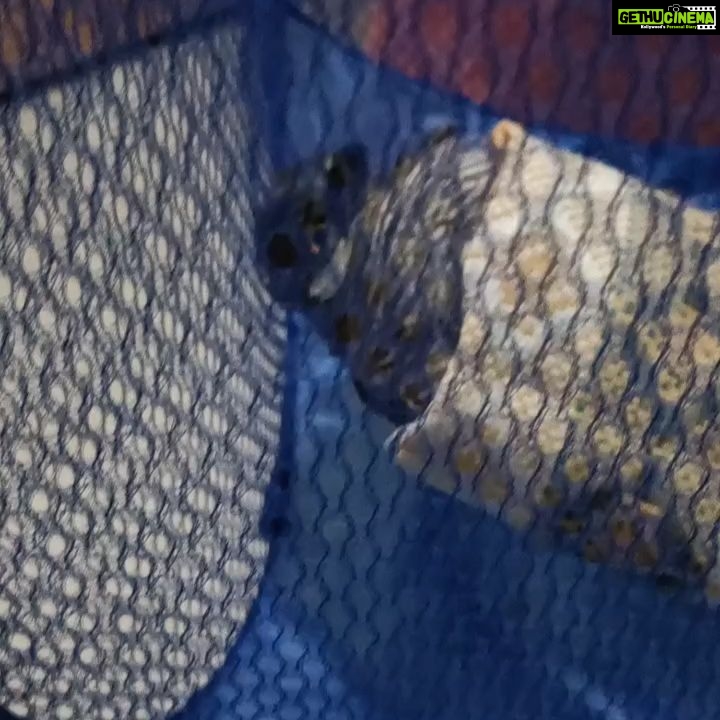 Vanitha Vijayakumar Instagram - @blue_cross_rescues @tamilnadu__forest @mkstalin Taken the shikra and handed over to tn forest department In safe custody..they will handover to @blue_cross_rescues for first aid... feeling so happy we friends could save a life...poor one was bleeding and in tears... helpless not able to express its pain... Velachery Chennai