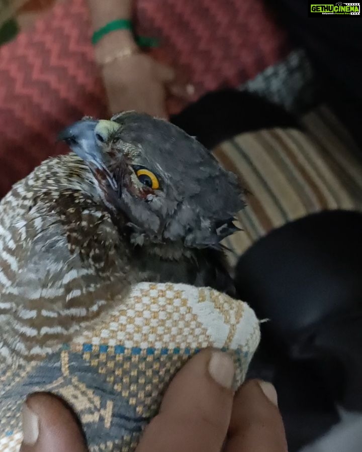Vanitha Vijayakumar Instagram - @blue_cross_rescues @tamilnadu__forest @mkstalin Taken the shikra and handed over to tn forest department In safe custody..they will handover to @blue_cross_rescues for first aid... feeling so happy we friends could save a life...poor one was bleeding and in tears... helpless not able to express its pain... Adyar, Indira Nagar