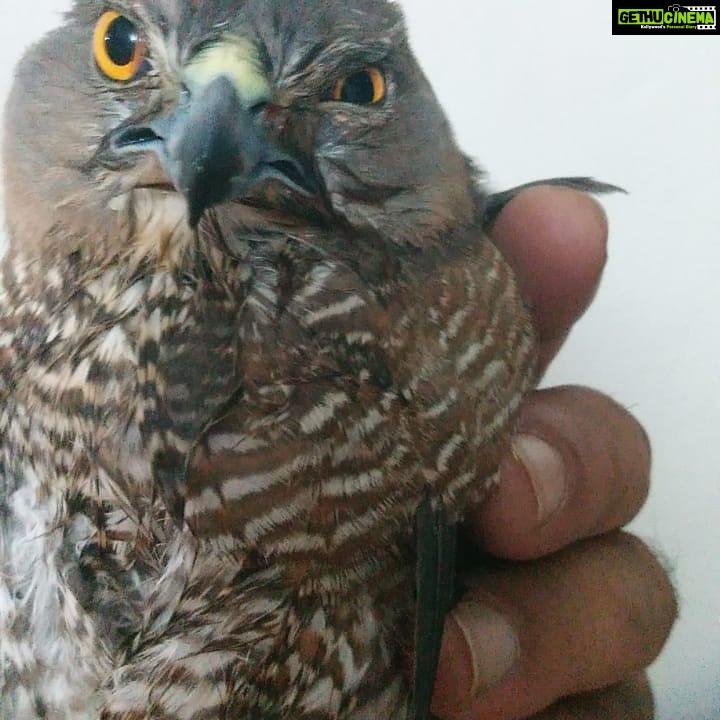 Vanitha Vijayakumar Instagram - This poor little eagle is sick and hurt and can't fly...needs medical help..@blue_cross_rescues wasn't able to help for some technical reason...can someone give guidance on how to try to rescue the bird...it's in my friends custody and needs help...his contact number... Nandu +91 99520 25009 @vandalurzoo @blue_cross_rescues @veterinary_emergency_group