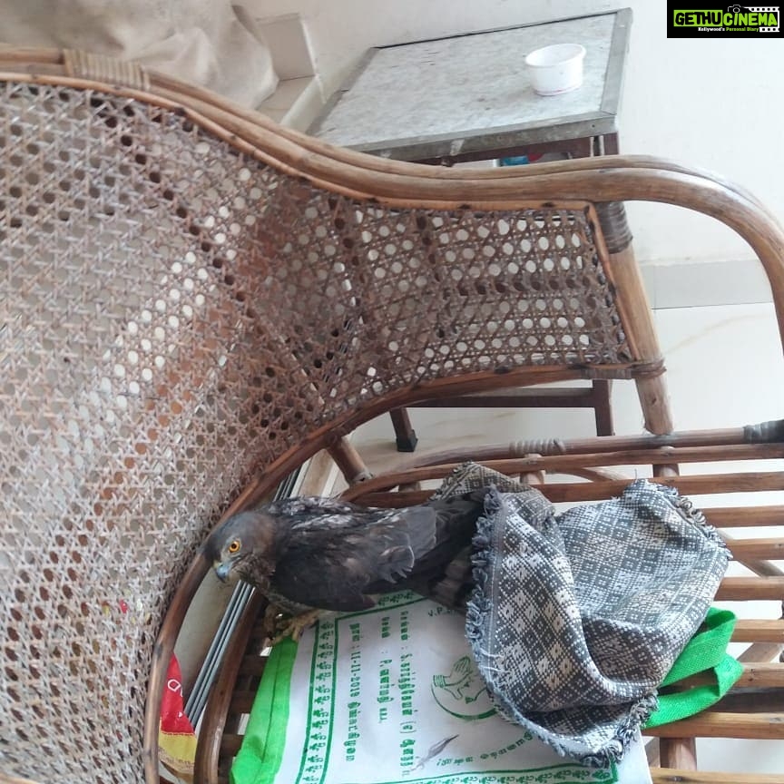 Vanitha Vijayakumar Instagram - This poor little eagle is sick and hurt and can't fly...needs medical help..@blue_cross_rescues wasn't able to help for some technical reason...can someone give guidance on how to try to rescue the bird...it's in my friends custody and needs help...his contact number... Nandu +91 99520 25009 @vandalurzoo @blue_cross_rescues @veterinary_emergency_group