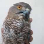 Vanitha Vijayakumar Instagram – This poor little eagle is sick and hurt and can’t fly…needs medical help..@blue_cross_rescues wasn’t able to help for some technical reason…can someone give guidance on how to try to rescue the bird…it’s in my friends custody and needs help…his contact number… Nandu 
+91 99520 25009
@vandalurzoo @blue_cross_rescues @veterinary_emergency_group