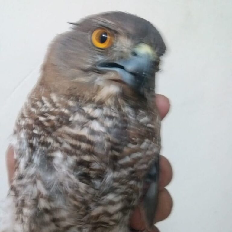Vanitha Vijayakumar Instagram - This poor little eagle is sick and hurt and can't fly...needs medical help..@blue_cross_rescues wasn't able to help for some technical reason...can someone give guidance on how to try to rescue the bird...it's in my friends custody and needs help...his contact number... Nandu +91 99520 25009 @vandalurzoo @blue_cross_rescues @veterinary_emergency_group