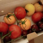 Vanitha Vijayakumar Instagram - Home grown organic tomatoes...yummayyyyy