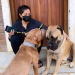 Varalaxmi Sarathkumar Instagram – #SundayFunday #family with daddy @r_sarath_kumar and #thor
#thor #playdate #argo 
#bullmastiff #americanbully
Thankkkk youuuu for the yummmmyyyyy lunchhhh @radikaasarathkumar muaahhhhh

@adithyaarun #argo
@topdogchennai