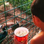 Veena Malik Instagram – BamBam feeding Buties❤️🤳👌 #mykiddos #myson💙