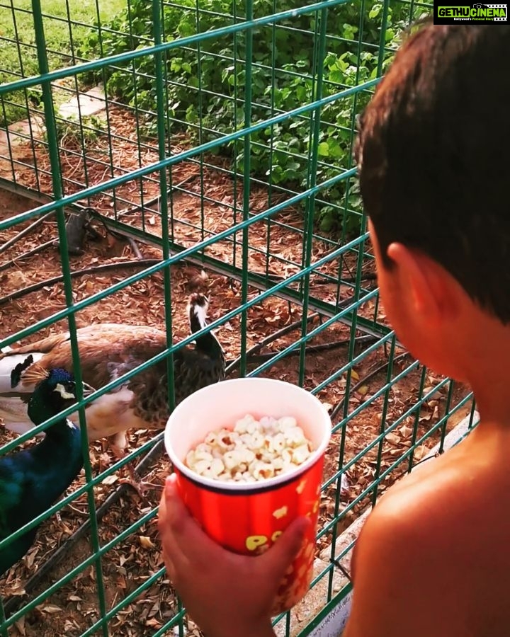Veena Malik Instagram - BamBam feeding Buties❤️🤳👌 #mykiddos #myson💙
