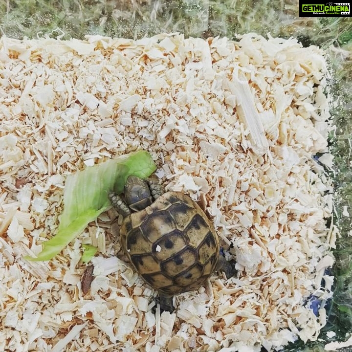 Veena Malik Instagram - Abram NAmal Got their First Pet🥰❤️🥰 #turtles #😍😍😍 #AbramsPets❤️ #nature #lovemykids #abramkhan #amalkhan #❤️❤️❤️❤️❤️❤️❤️❤️❤️❤️❤️ #kidsmood #kidsplay #mybabies❤️
