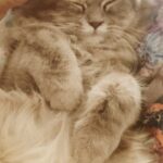 Veena Malik Instagram - #cutekitty #😂😚😍 #VeenaMalik