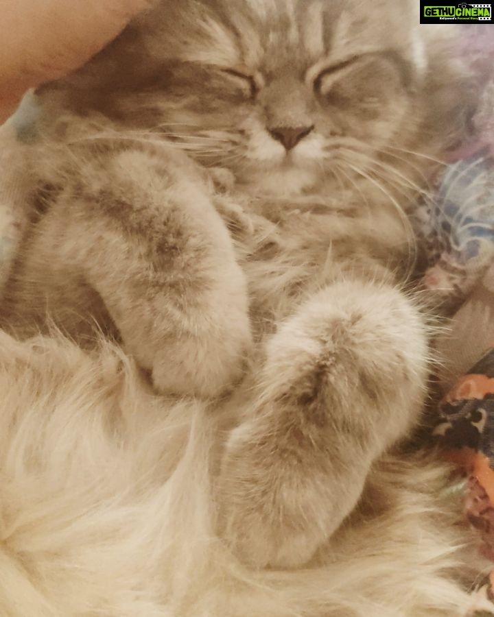 Veena Malik Instagram - #cutekitty #😂😚😍 #VeenaMalik