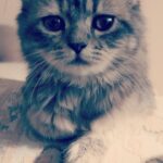 Veena Malik Instagram - #chloé is so #gorgeous #kittens #❤️