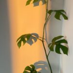 Aditi Chengappa Instagram - Spring sunlight streaming in ☀️ . . . #sunshine #spring #berlin #springtime #light #sunlight #reels #relax #peace #interiorinspiration #plantlovers #monstera #plants #garden #cats Bezirk Mitte