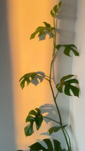 Aditi Chengappa Instagram - Spring sunlight streaming in ☀️
.
.
.
#sunshine #spring #berlin #springtime #light #sunlight #reels #relax #peace #interiorinspiration #plantlovers #monstera #plants #garden #cats