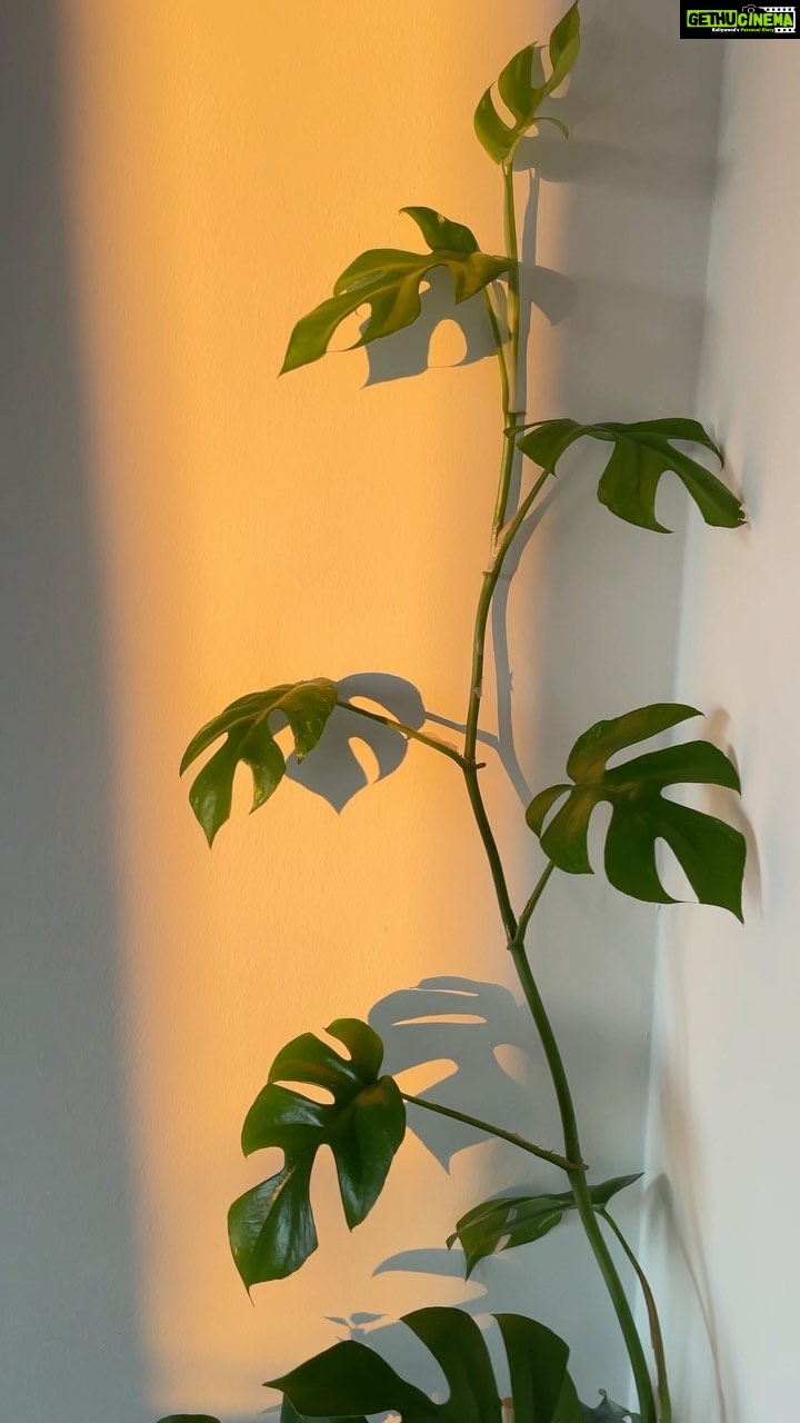 Aditi Chengappa - 246 Likes - Spring sunlight streaming in ☀️
.
.
.
#sunshine #spring #berlin #springtime #light #sunlight #reels #relax #peace #interiorinspiration #plantlovers #monstera #plants #garden #cats