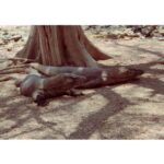 Amala Paul Instagram - Imagine *komodo* dragons. 😅 📸: Throwback to my trip to Komodo Island, Indonesia -- 2019. #vacay #vacaydiaries #vacation #komododragons #indonesia #throwback #precovid
