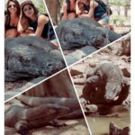 Amala Paul Instagram – Imagine *komodo* dragons. 😅

📸: Throwback to my trip to Komodo Island, Indonesia — 2019.

#vacay #vacaydiaries #vacation #komododragons #indonesia #throwback #precovid