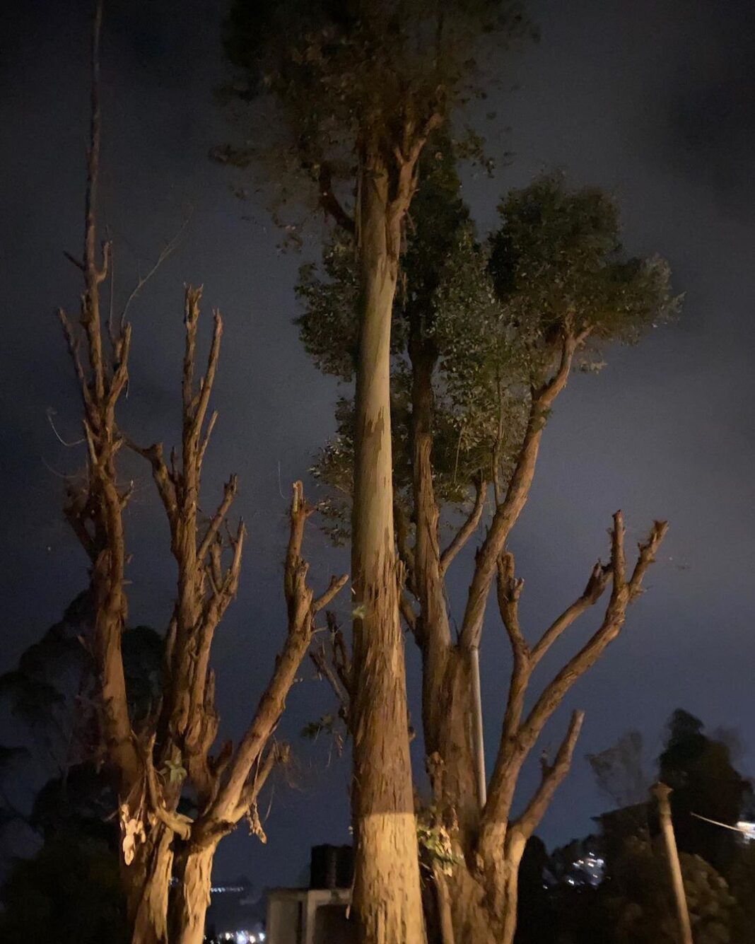 Anjali Patil Instagram - Kodaikanal. Everything that my eyes touched was love. Every sound was the voice of Allah. The magnificence was poured in all my senses! Kodi- You are for me love / God / Truth. Kodaikanal, tamil nadu