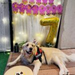 Erica Fernandes Instagram – My baby boy turned 7 😱 @champ_theretriever 
Swipe to see how he enjoyed having his cake ( a cake specially made for dogs )