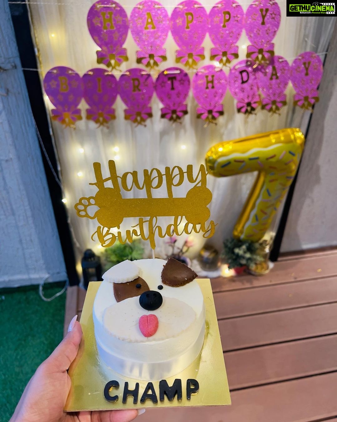 Erica Fernandes Instagram - My baby boy turned 7 😱 @champ_theretriever Swipe to see how he enjoyed having his cake ( a cake specially made for dogs )