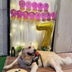 Erica Fernandes Instagram – My baby boy turned 7 😱 @champ_theretriever 
Swipe to see how he enjoyed having his cake ( a cake specially made for dogs )