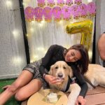 Erica Fernandes Instagram – My baby boy turned 7 😱 @champ_theretriever 
Swipe to see how he enjoyed having his cake ( a cake specially made for dogs )