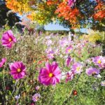 Evelyn Sharma Instagram - Autumn vs spring… 🌞 Where in the world are you? 🗺 Autumn has just started here in #Australia and the weather is finally getting milder. As we watch the last blooms over the next months, we start preparing for winter, too. Watch this space to see how I prepare the garden this season! 👩🏻‍🌾🌻 #gardening #seasons #evelynsharma #spring #autumn #startofspring #autumndownunder #pinterestinspired