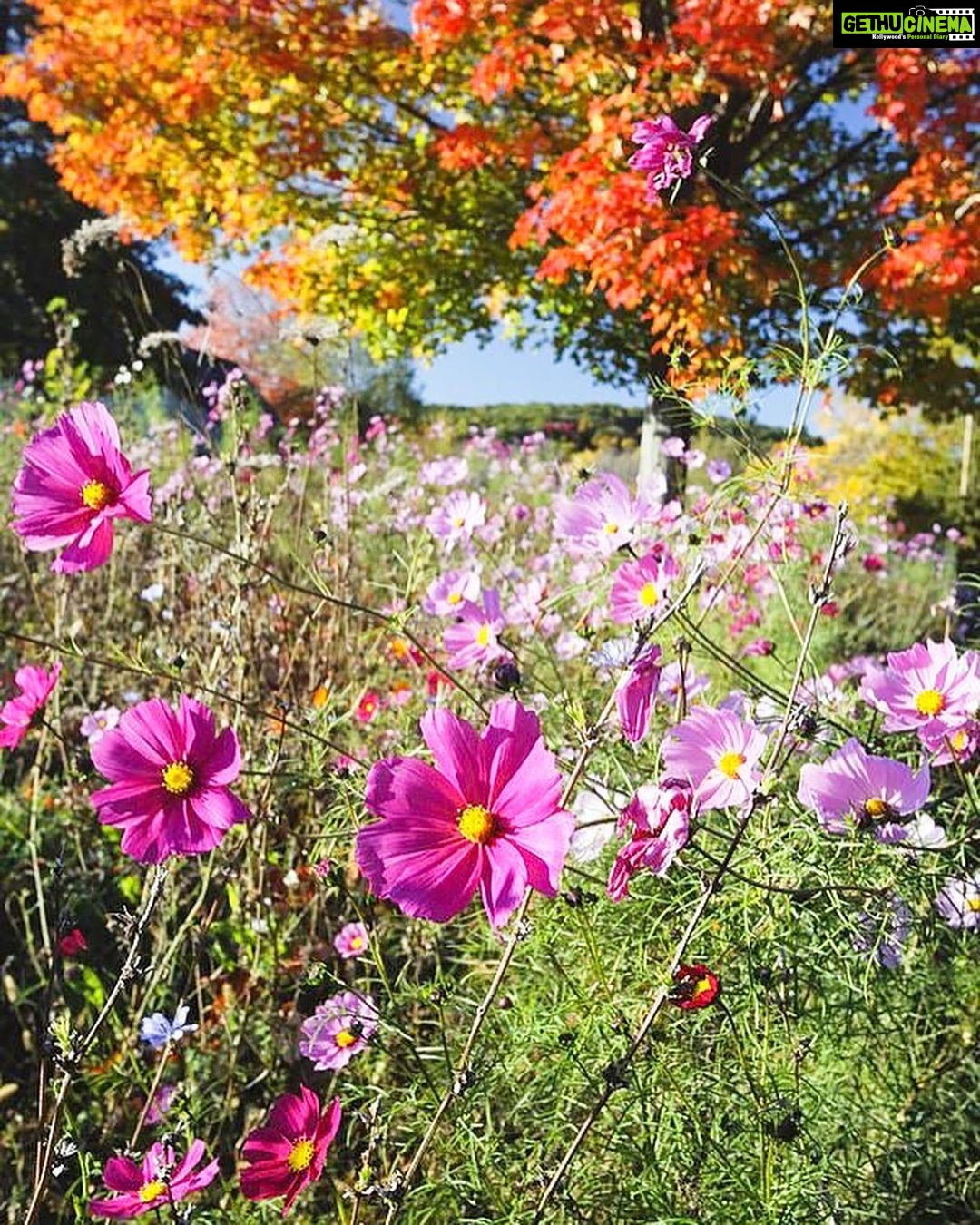 Evelyn Sharma Instagram - Autumn vs spring… 🌞 Where in the world are you? 🗺 Autumn has just started here in #Australia and the weather is finally getting milder. As we watch the last blooms over the next months, we start preparing for winter, too. Watch this space to see how I prepare the garden this season! 👩🏻🌾🌻 #gardening #seasons #evelynsharma #spring #autumn #startofspring #autumndownunder #pinterestinspired