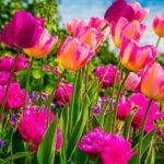 Evelyn Sharma Instagram - Autumn vs spring… 🌞 Where in the world are you? 🗺 Autumn has just started here in #Australia and the weather is finally getting milder. As we watch the last blooms over the next months, we start preparing for winter, too. Watch this space to see how I prepare the garden this season! 👩🏻‍🌾🌻 #gardening #seasons #evelynsharma #spring #autumn #startofspring #autumndownunder #pinterestinspired