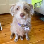 Evelyn Sharma Instagram - This pweeeetty girl got a haircut, too! 😍🐶 #dogsofinstagram #prettygirl #goodgirl #coco #doxipoosofinstagram #doxipoo #grooming
