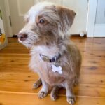 Evelyn Sharma Instagram - This pweeeetty girl got a haircut, too! 😍🐶 #dogsofinstagram #prettygirl #goodgirl #coco #doxipoosofinstagram #doxipoo #grooming